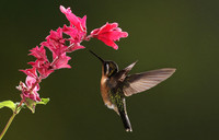 Purple-throated mountain gem