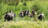 Baboons