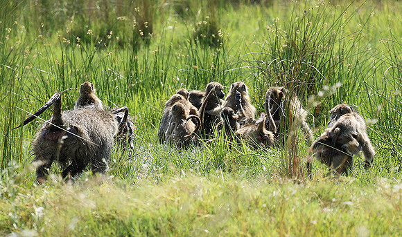 Chacma baboon - Duba Plains