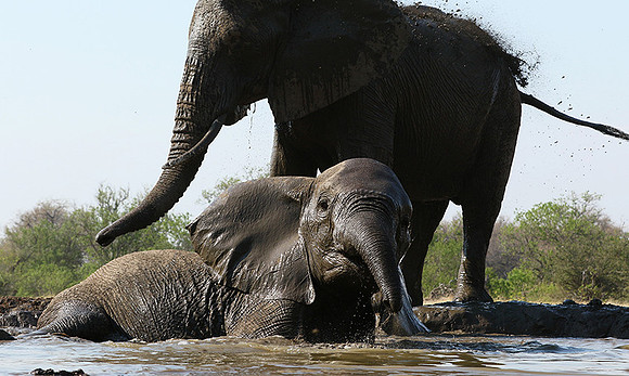 Mashatu : at the waterhole