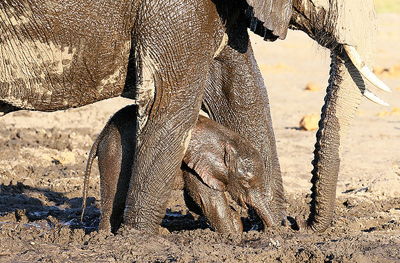 Delta of Okavango