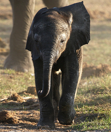 Delta of Okavango