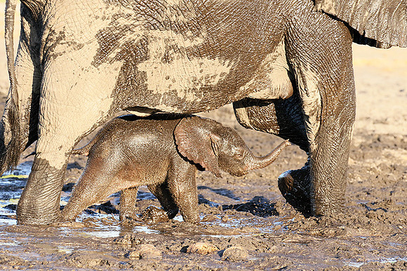 Delta of Okavango