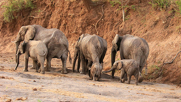 Mashatu game reserve