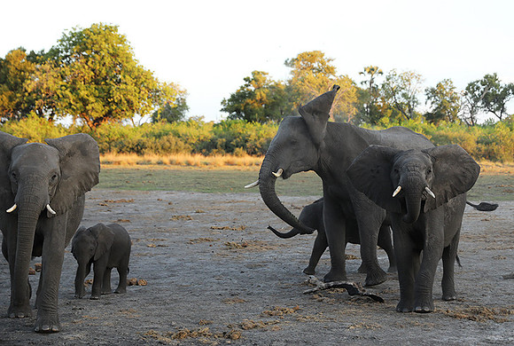Delta of Okavango - Abu concession