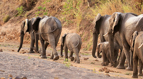 Mashatu game reserve