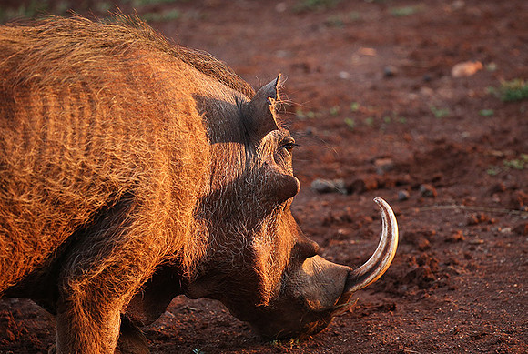 Nairobi NP