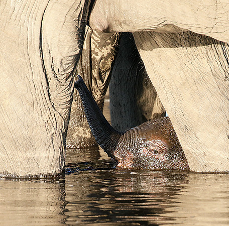 Delta of Okavango