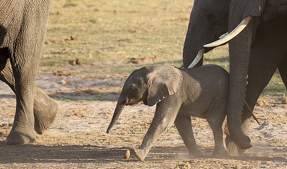 Delta of Okavango