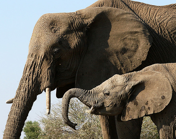 Mashatu : at the waterhole