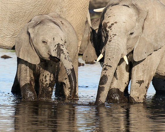 Delta of Okavango
