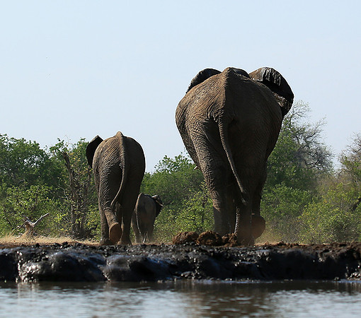 Mashatu game reserve