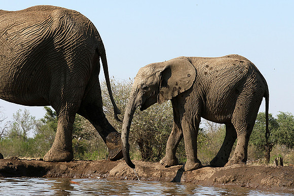 Mashatu : at the waterhole