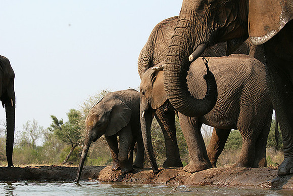 Mashatu game reserve