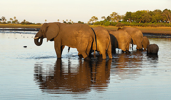 Delta of Okavango