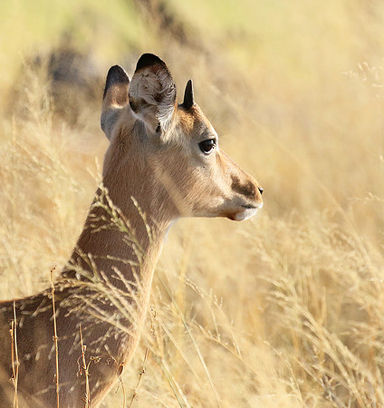 Delta of okavango
