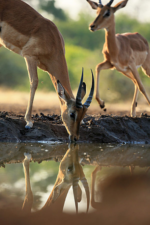 At the waterhole - Mashatu game reserve