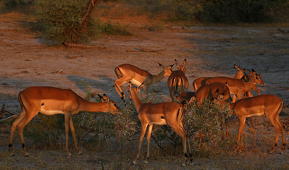 Delta of okavango