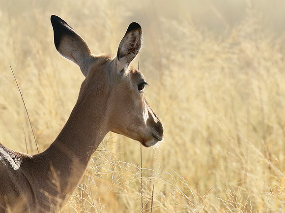 Delta of okavango