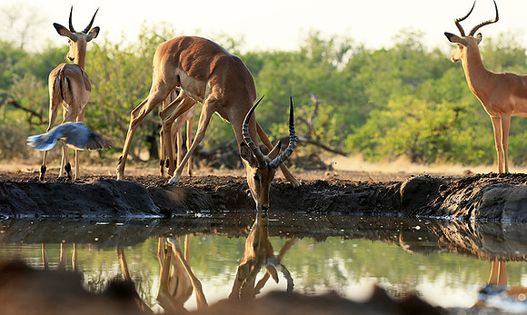 At the waterhole - Mashatu game reserve