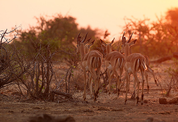 At the waterhole - Mashatu game reserve