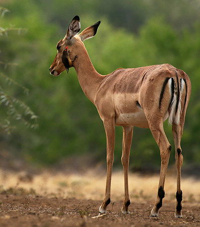 Impalas at the waterhole - Mashatu game reserve