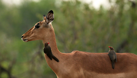 Impalas at the waterhole - Mashatu game reserve