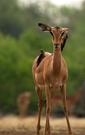 Impalas at the waterhole - Mashatu game reserve