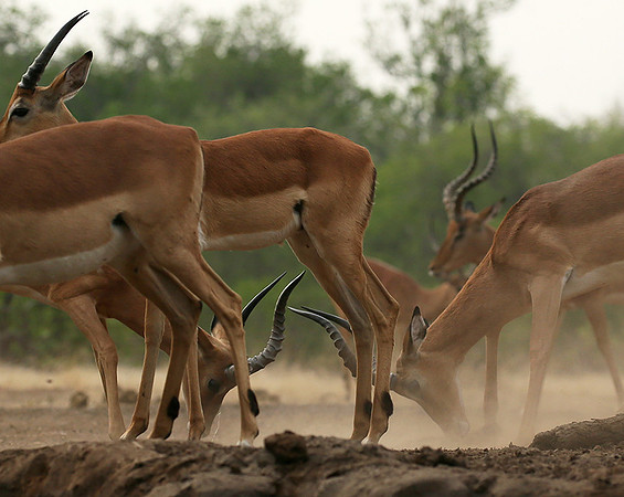 At the waterhole - Mashatu game reserve