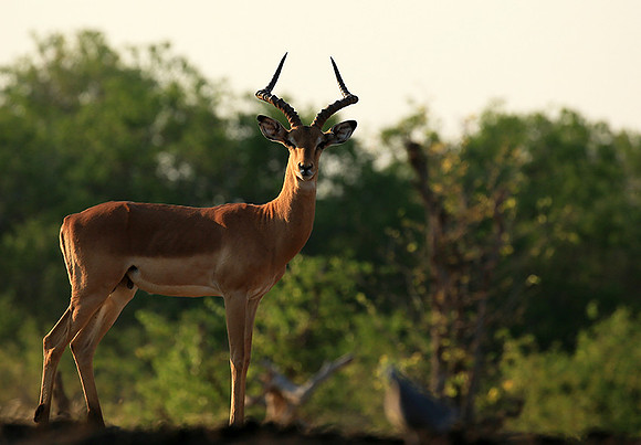 Impalas at the waterhole - Mashatu game reserve