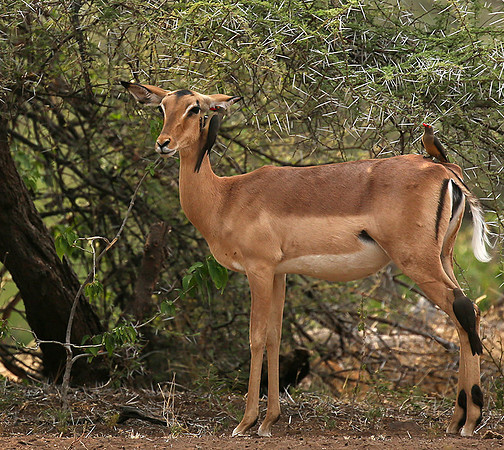 At the waterhole - Mashatu game reserve