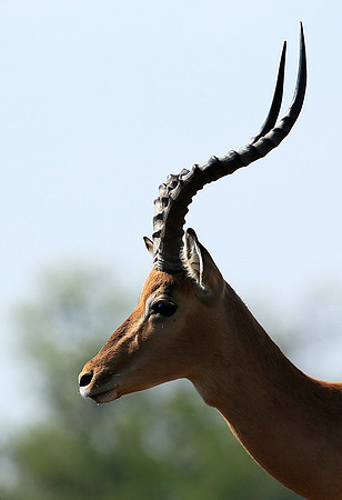 At the waterhole - Mashatu game reserve