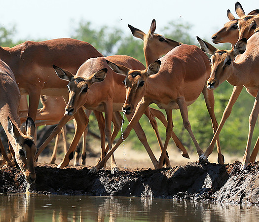 At the waterhole - Mashatu game reserve