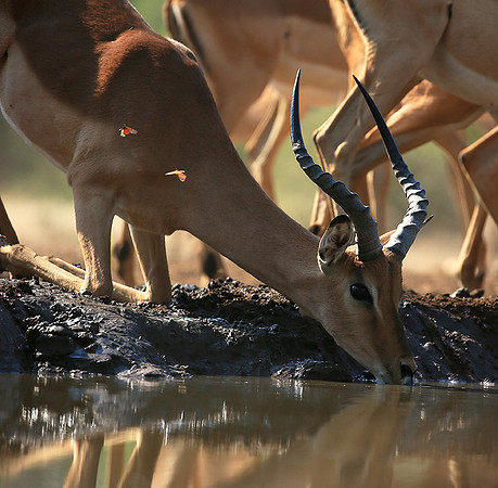 At the waterhole - Mashatu game reserve