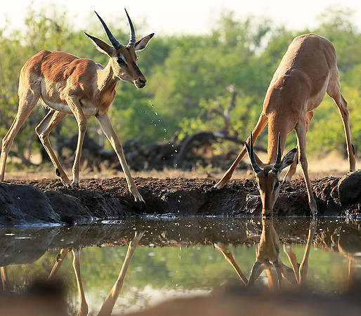 At the waterhole - Mashatu game reserve