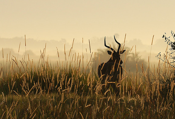 Delta of okavango
