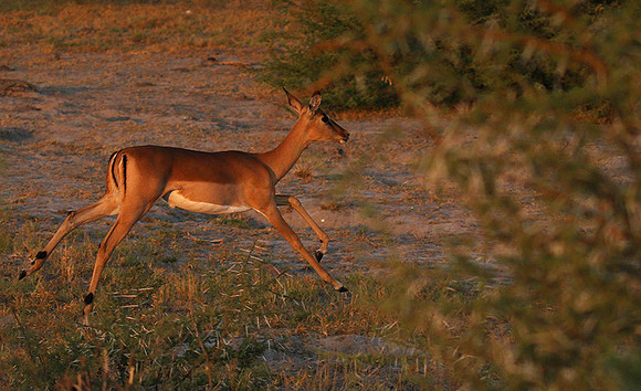 Delta of okavango