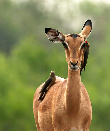 Impalas at the waterhole - Mashatu game reserve