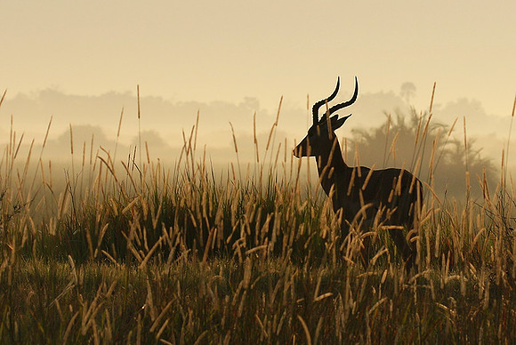 Delta of okavango