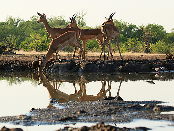 At the waterhole - Mashatu game reserve