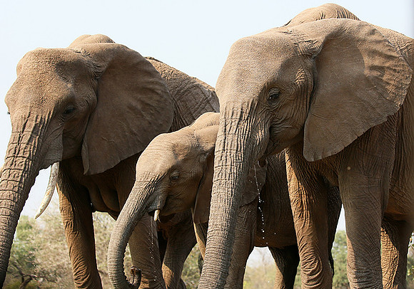 Mashatu game reserve