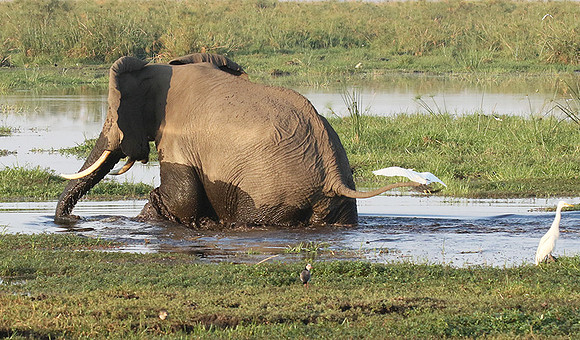 At Duba Plains