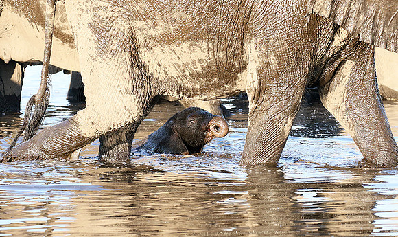 Delta of Okavango