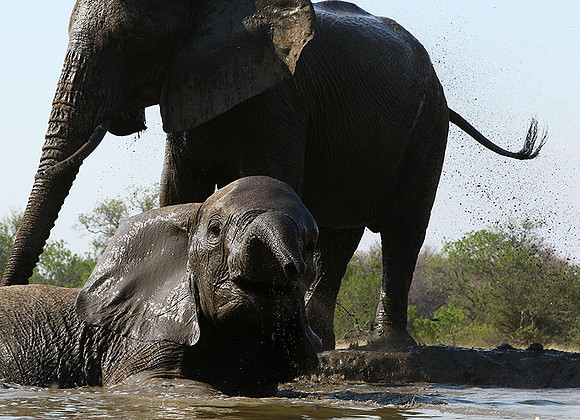 Mashatu : at the waterhole