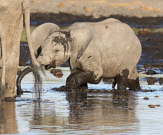 Delta of Okavango