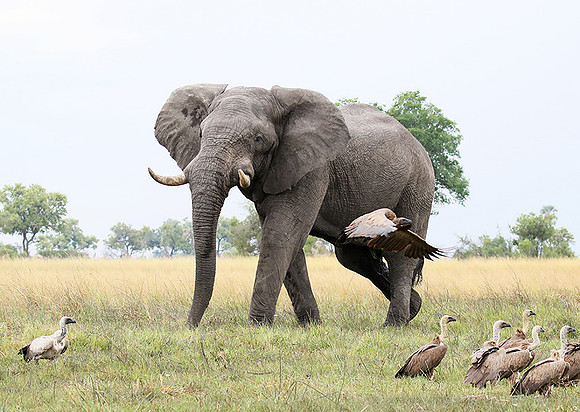 Delta of Okavango (Abu concession)