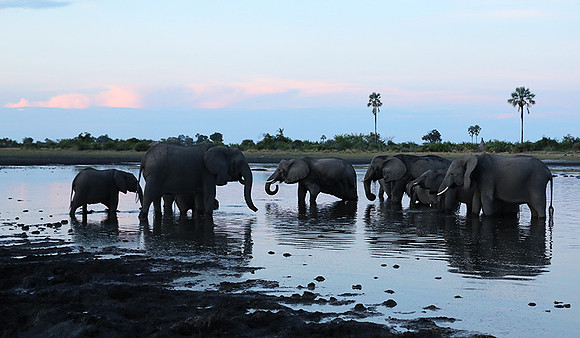 Delta of Okavango