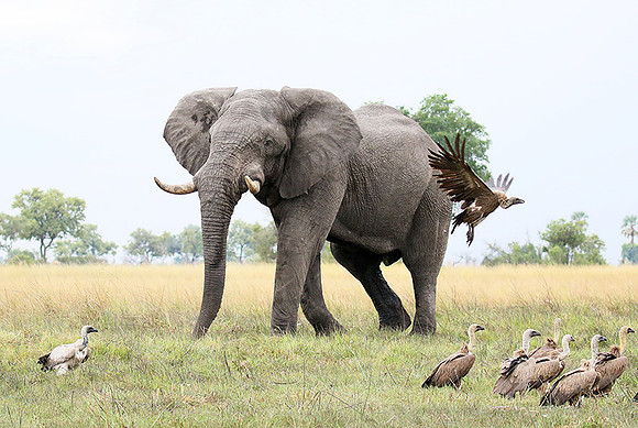 Delta of Okavango (Abu concession)