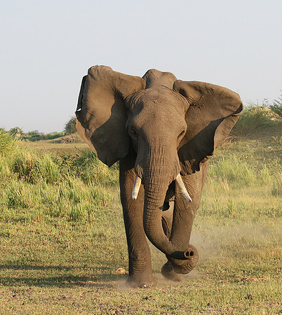 Delta of okavango
