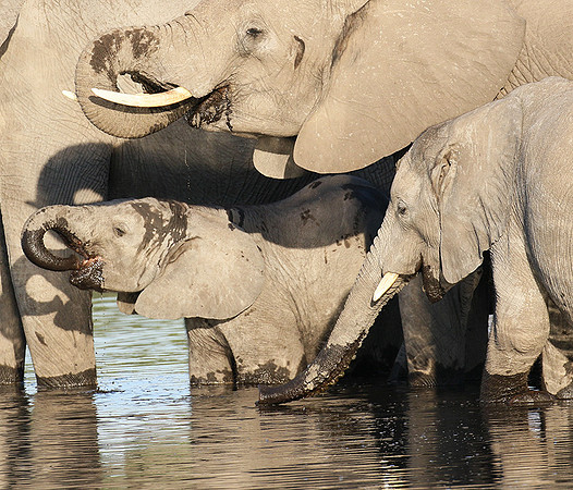 Delta of Okavango